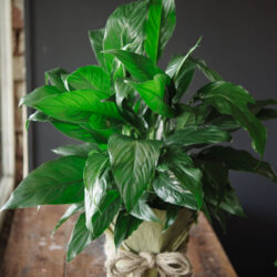 Indoor Plant
