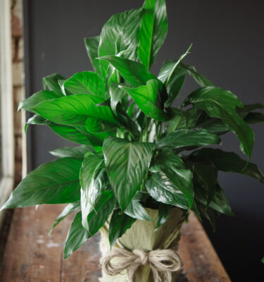 Indoor Plant