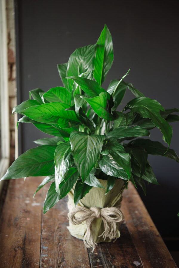 Indoor Plant
