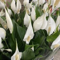 Potted Peace Lilly