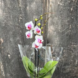 Premium Double Stem Phalaenopsis Orchid Gift Boxed