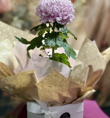 Gift Boxed Potted Chrysanthemum