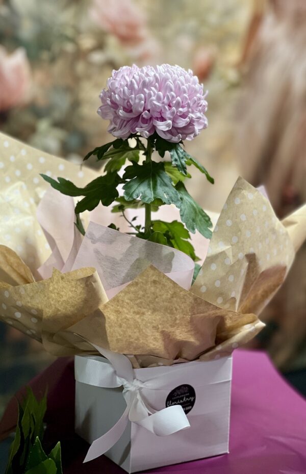 Gift Boxed Potted Chrysanthemum
