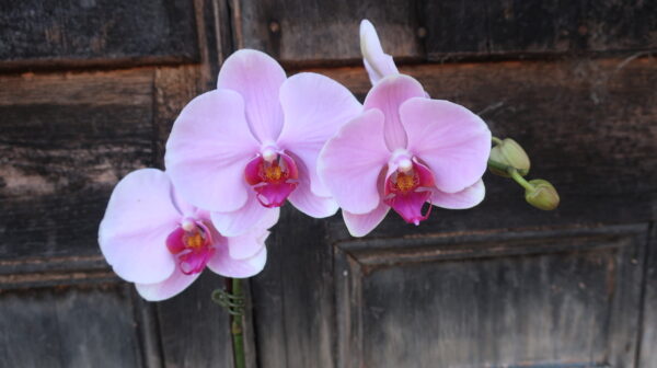 Phalaenopsis Orchid (Large) - Image 2