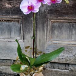Large Orchid Gift Wrapped