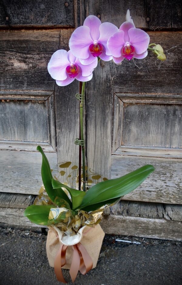 Phalaenopsis Orchid (Large)