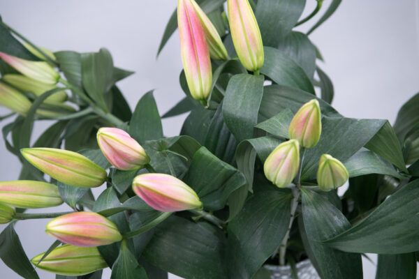 Premium Pink Oriental Lily Bunch - Image 2