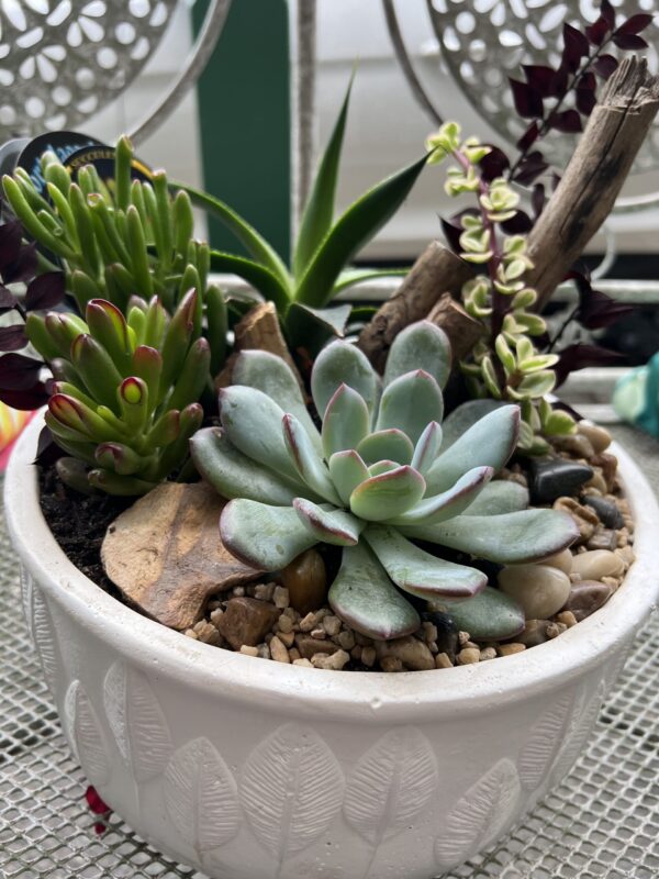 Large Succulent Terrarium (1 of 1) - Image 2