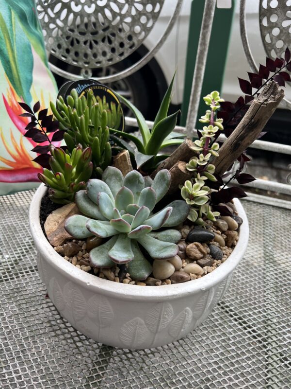 Large Succulent Terrarium (1 of 1)