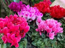 Potted Cyclamen Gift Boxed
