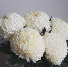 XL Premium white Chrysanthemums
