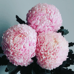 XL Premium Pink Chyrsanthemums