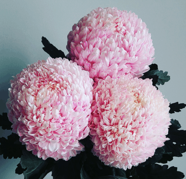 XL Premium Pink Chyrsanthemums