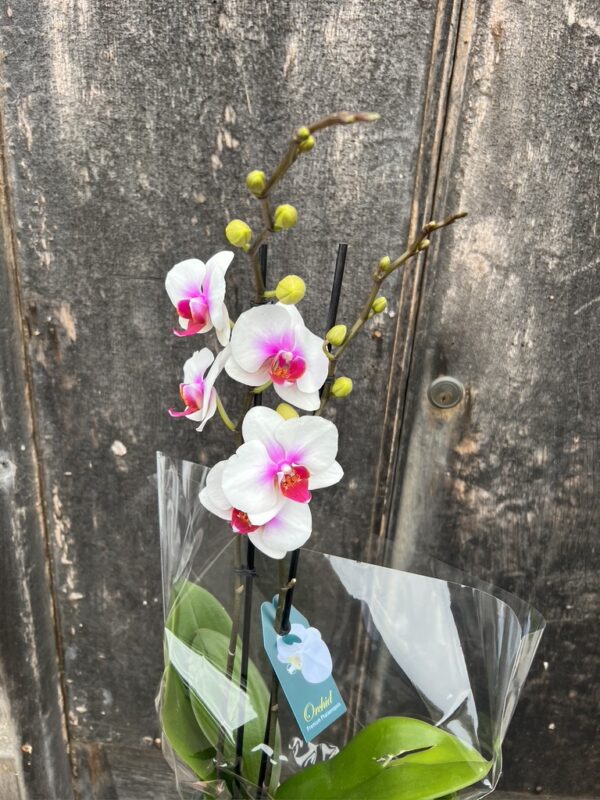 Premium Double Stem Phalaenopsis Orchid Gift Boxed - Image 2