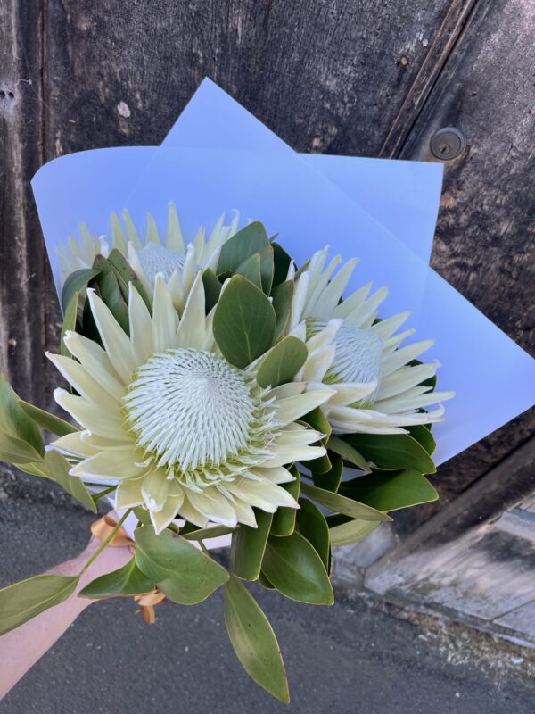 3 Large Premium King Protea White