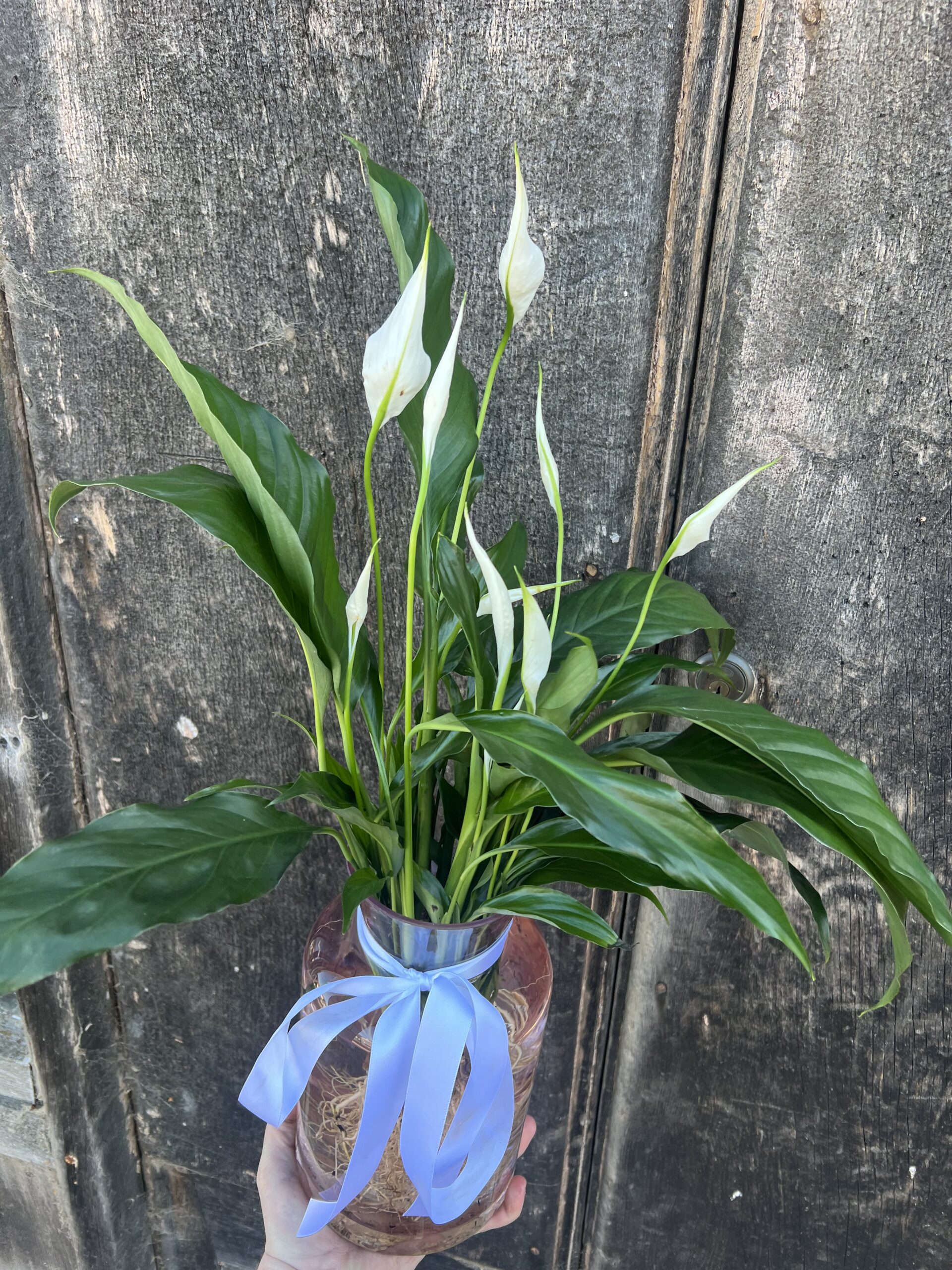 Peace Lilly Vase Hybrid