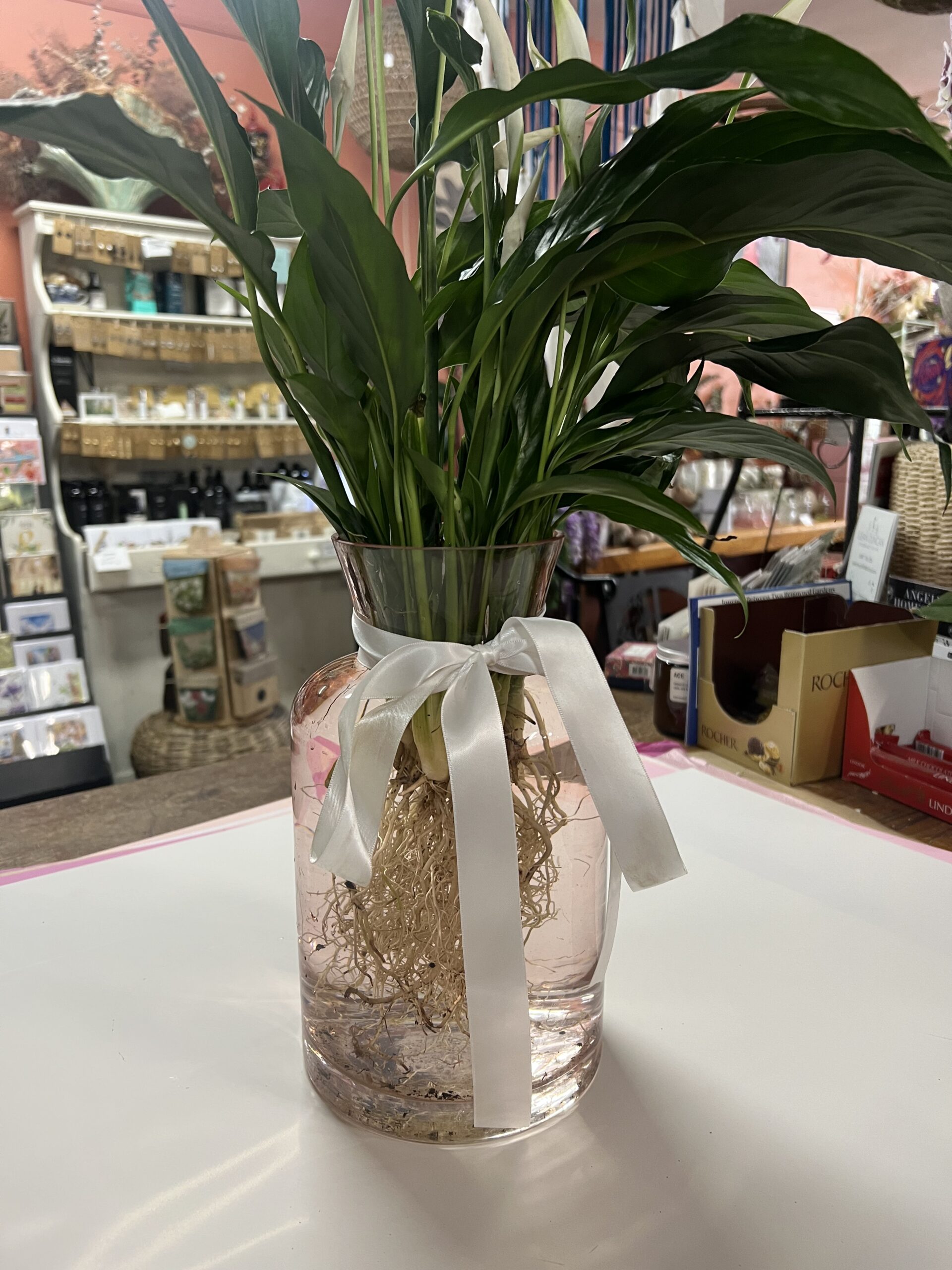 Peace Lilly Vase Hybrid - Image 2