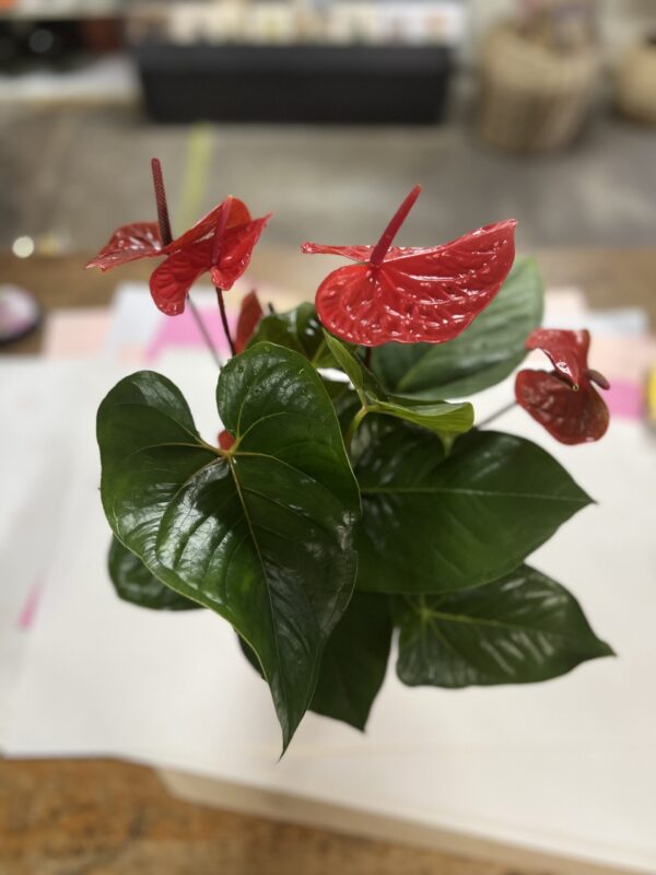 Anthurium Plant/Vase Hybrid - Image 2