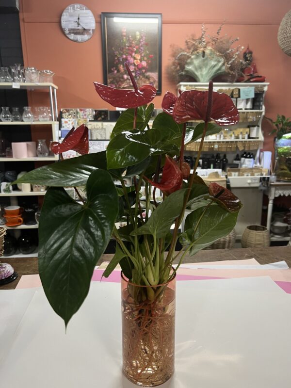 Anthurium Plant/Vase Hybrid