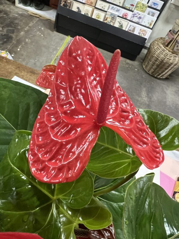 Anthurium Plant/Vase Hybrid - Image 3