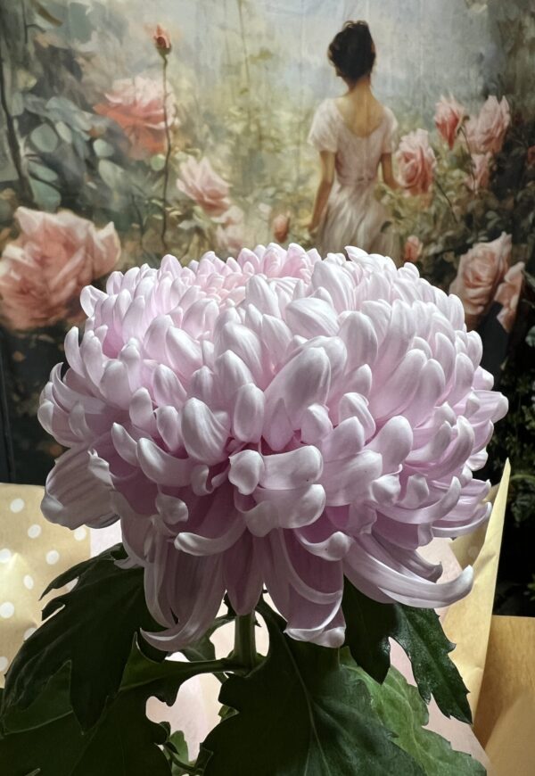 Gift Boxed Potted Chrysanthemum - Image 2