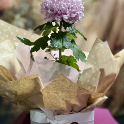 Gift Boxed Potted Chrysanthemum