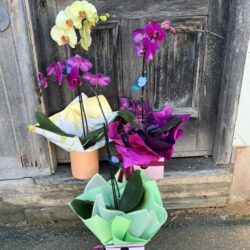 Phalaenopsis Orchid Large Gift Boxed