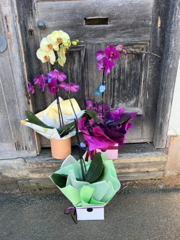 Phalaenopsis Orchid Large Gift Boxed