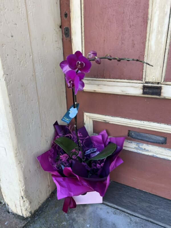 Phalaenopsis Orchid Large Gift Boxed - Image 3