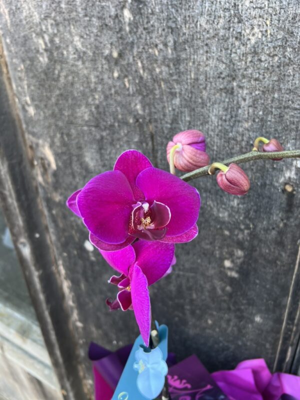 Phalaenopsis Orchid Large Gift Boxed - Image 4