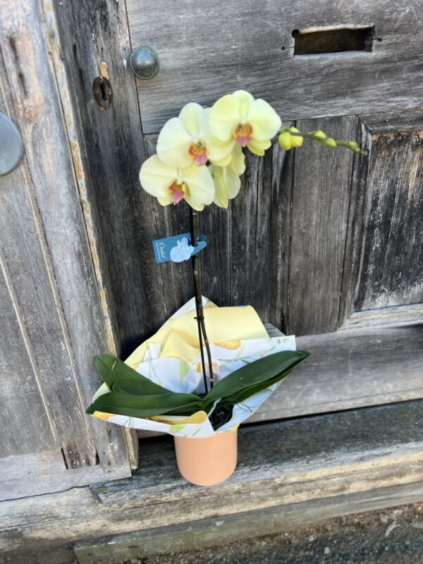 Phalaenopsis Orchid Large Gift Boxed - Image 2